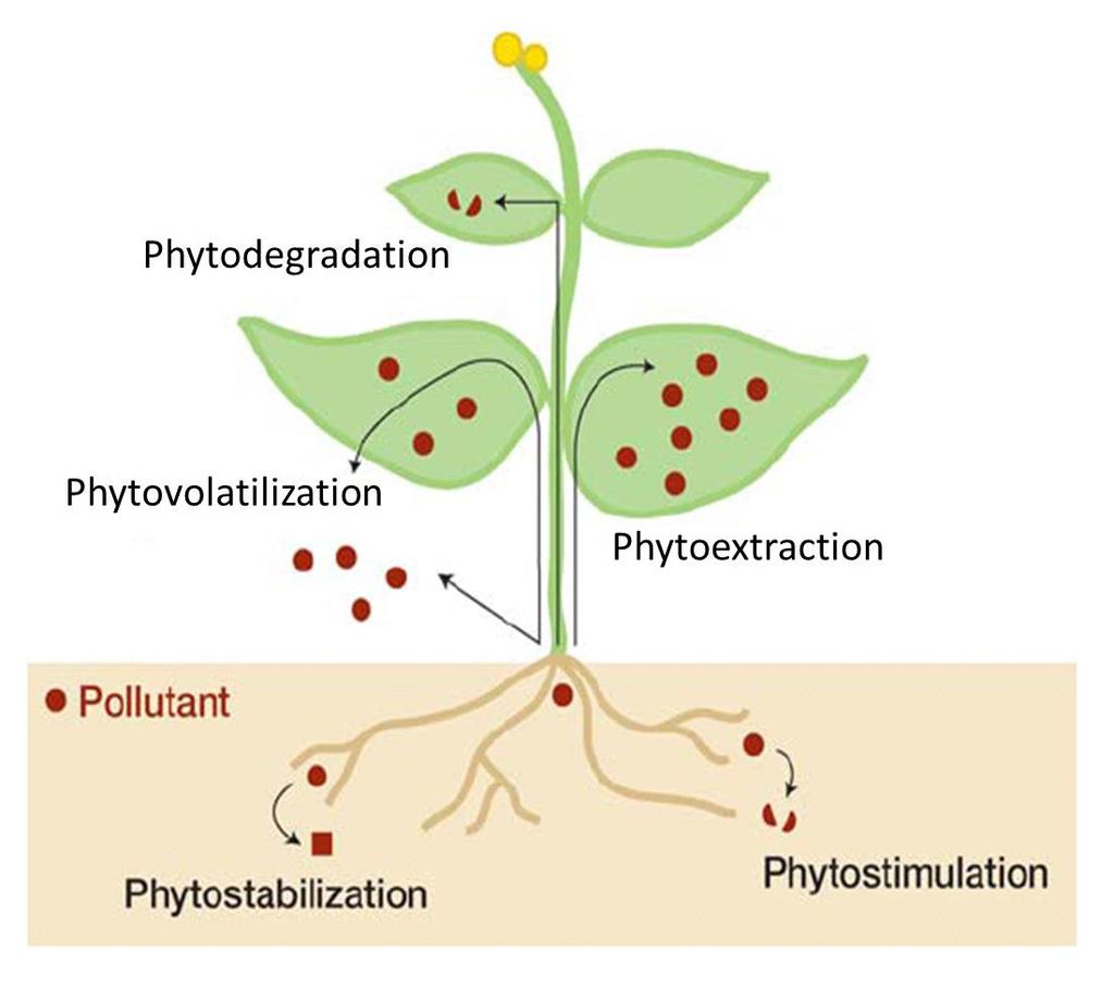 Phytoremediation How it Works Salt Rhizodegradation Petroleum Hydrocarbons Improved rhizosphere Soil Organic matter Bacteria Water Roots