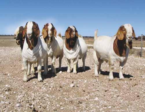 3 American Boer Goat Association (ABGA) 3 Boer Goat Breeders Association of Australia 3 Namibian Boer Goats 3 Namibian Indigenous Goats - ABGA is in the top ten (of 143) societies in terms of usage