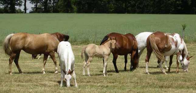 services to horse societies: ILR and/or its Internet Solutions information system have been very