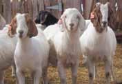 The Global Meat Goat Industry According to An Analysis of the Current Goat Industry with a Focus on Alberta, goats continue to be the most popular domestic livestock in the world.