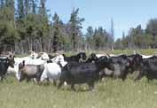 the Canadian Livestock Records Corporation, the total number of all goat registrations has been climbing since 2004.