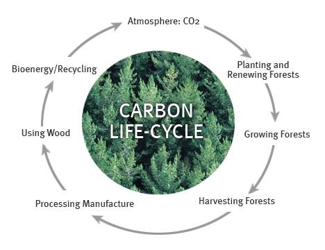 Forests as a Sink of Emissions Forestry Carbon Sequestration: Trees act as natural carbon sinks by removing CO 2 from the atmosphere via photosynthesis Over time, 1 acre of new forestland can