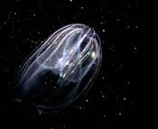 is very unstable Comb Jelly occurred