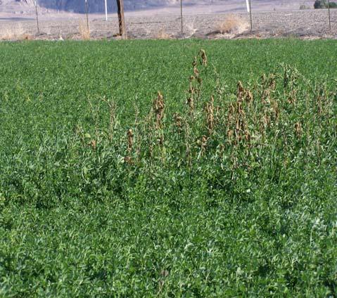 ROUND-UP READY ALFALFA HAY cont. 2. Reduces chemical burn and stunting of plant. A. Gramoxone burns down any green growth.