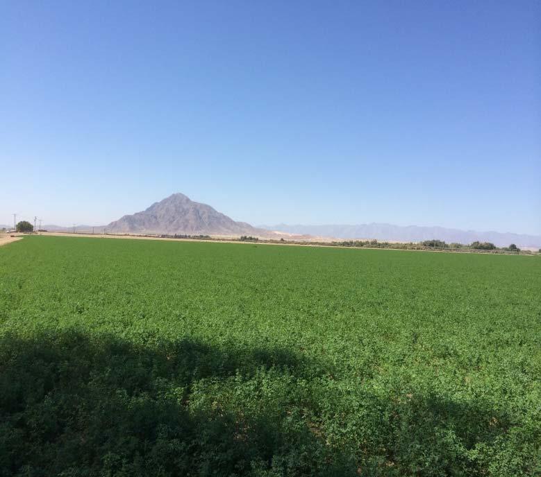 Figure 6. SDI generally results in excellent Distribution Uniformity throughout the field, as in this Imperial Valley field (left).