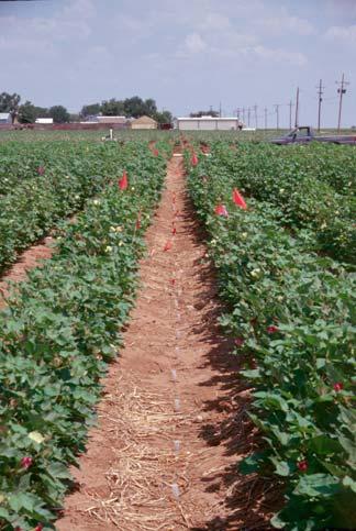 This publication provides best management practices based on current knowledge of SDI cotton production in the High Plains.