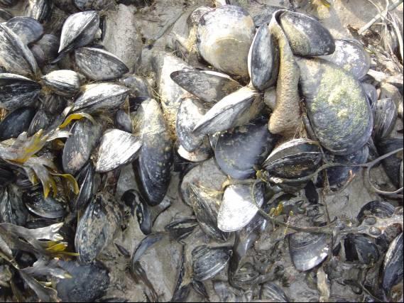 Public Health concerns Shellfish areas often impacted by sewage Bivalves can filter 10-24 litres per hour Pathogens