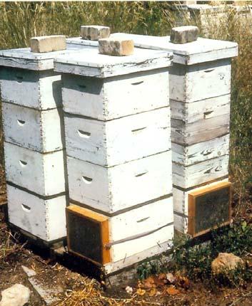 Melamud, 1983, Israel: Moving the hives within the orchard every few days. No positive results. Experiments in improving the honeybee efficiency as an avocado pollinator (3) G.