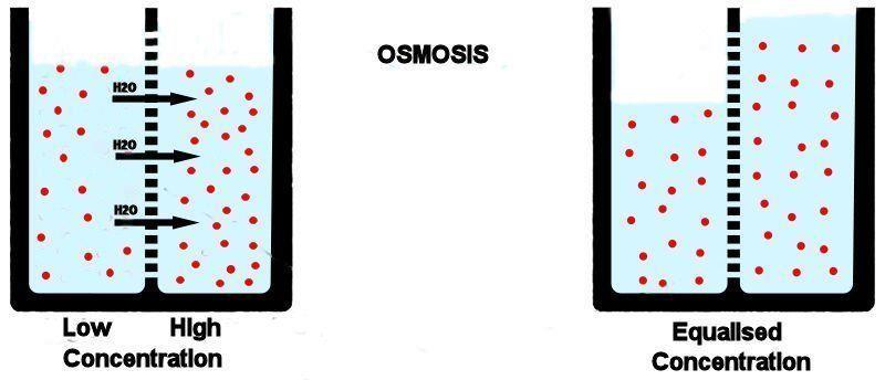 REVERSE OSMOSIS Osmosis (natural process): the water follows