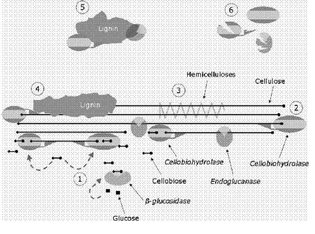 Enzymatic hydrolysis of lignocellulosic is confronted by a number of obstacles that diminish the enzyme performance as shown in Fig 3.1. Source: Jorgensen et al. (2007) Fig 3.