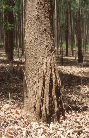 Some Examples of Tree Diseases