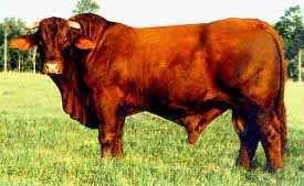 Santa Gertrudis cattle (cross of 2 breeds)