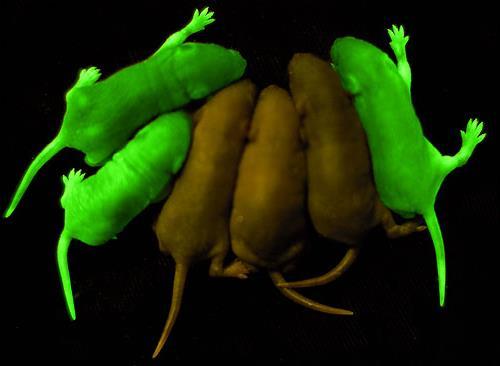 Scientists used a bioluminescent gene from a jellyfish to create glowing green mice! These are all baby mice, with no hair yet.