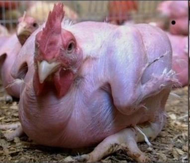 Genetic Engineering Example B: Make chickens with no feathers.
