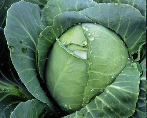 Genetic Engineering Example C: Cabbage plant +