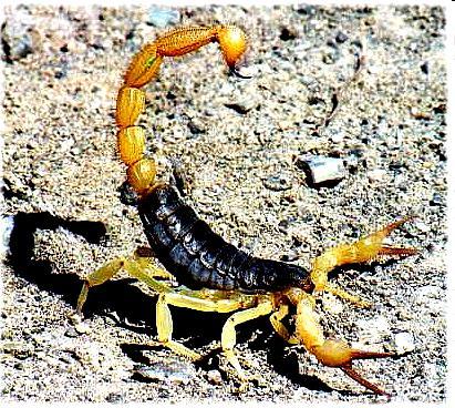 added a gene for producing scorpion venom to