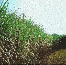 SUGAR CANE Sugar cane is a 1 year crop, and when harvested it is about 3m tall.