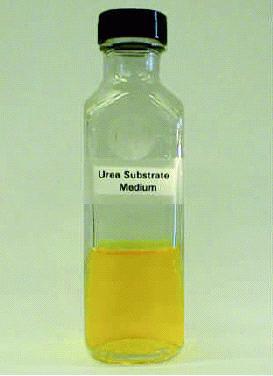 Photo 1. Urea Substrate Medium. After adjusting the ph of the medium to 3-4, the Urea Substrate Medium should be straw-yellow in color. 7.8 Nutrient Agar (Difco 0001, BD 4311472) 7.8.1 Composition: Peptone 5.