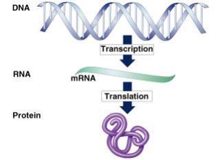 From Genes to Protein Transcription and Translation