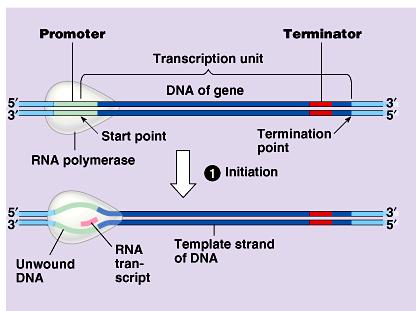 Initiation polymerase binds to promoter