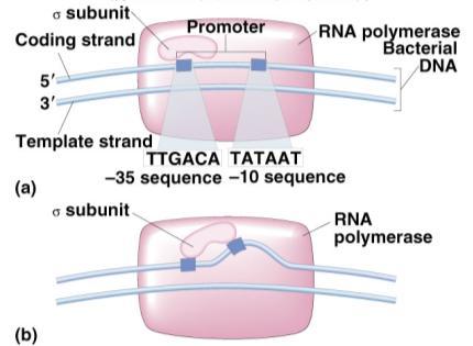 gene Role of promoter 1.