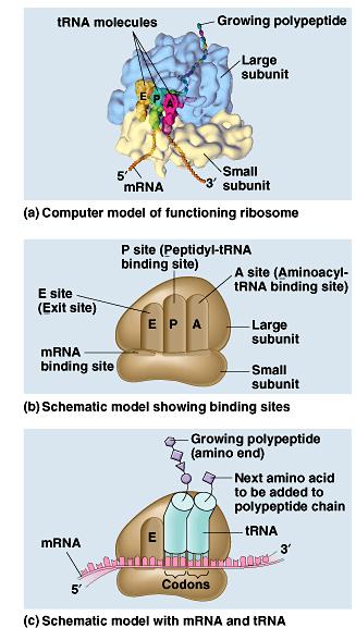 at ribosome Ribosomes Facilitate coupling of t anticodon to m codon organelle or