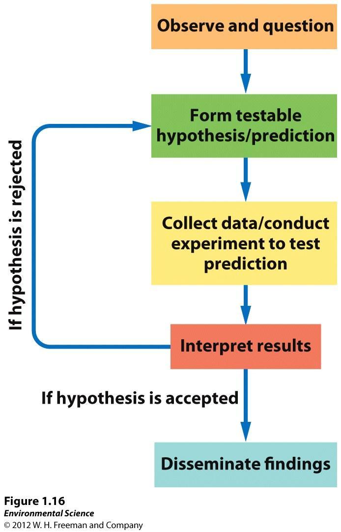 The Scientific Method Observations and questions Hypothesis