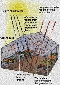 (4) Excess CO 2 can cause global warming via the greenhouse effect.