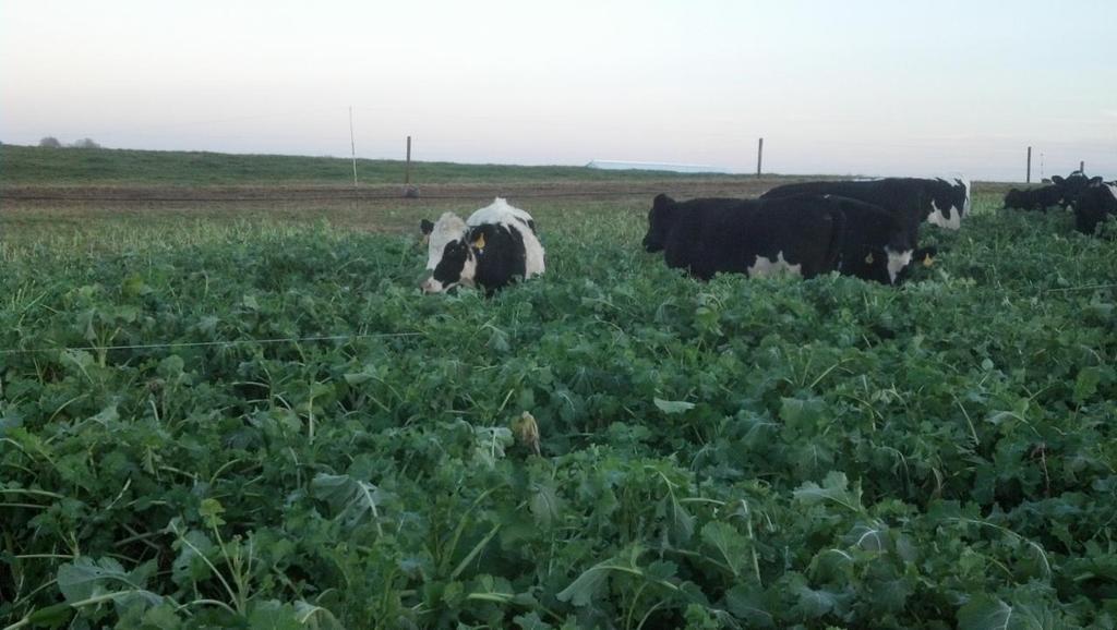 Page 9 Multi Specie Cover Crops Can Reduce the Need for Hay Jerry Lindquist, MSU Extension Grazing Educator We have talked in past articles how cover crop mixes can extend grazing seasons into late