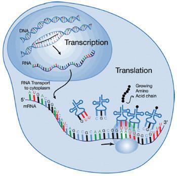 Transcription From DNA to RNA Proteins are synthesized at the, so how does that information get from the DNA in the