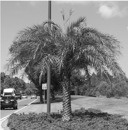 PALMS HAVE SPECIALIZED NEEDS Fertilization of fieldgrown and landscape palms in Florida, http://edis.ifas.ufl.