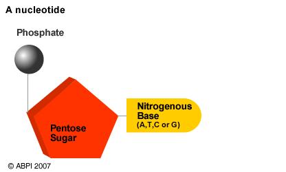 The Components of Nucleic Acids Nucleotide the monomers of nucleic acids.