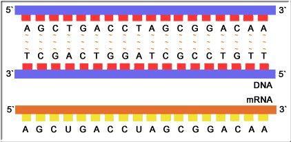 Complementary mrna nucleotides line up opposite