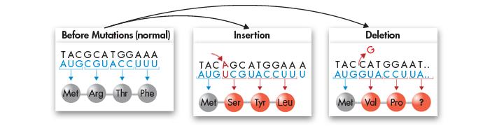 Insertions and Deletions Insertions and deletions are also called frameshift mutations because they shift the reading frame of the genetic message.