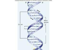 Represents the Potential Properties 3. THE LETTERS Phenotype 1. The Expression of the Genes 2. What You See DNA 1.