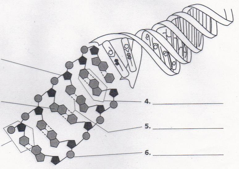 Label the diagram of DNA below using the following terms: A. Complementary Base Pair B. Deoxyribose Sugar C. Phosphate Group D. Nitrogen Base E. Nucleotide 12a. 12b. 12d. 12c. 12e.