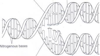 24. How many chromosomes do humans have? 25. The diagram below represents the process of. (replication, transcription, translation) 26. What is DNA replication? 27.