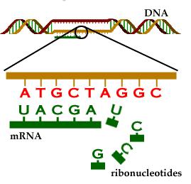 If one of the original strands had the bases T G T T A A C G C what bases would its new complementary strand have? SC State Standard B 4.4 29. What is protein synthesis? 30.