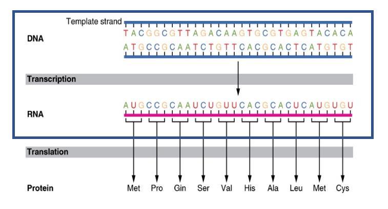 3.2.1) I can define key vocabulary terms. 3.2) Transcription (Encoding the genetic message into RNA) Self-check: Record practice Quizlet score here ( %) Minimum 80% 3.2.2) I can explain how DNA and mrna molecules interact during transcription.