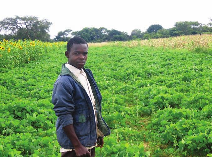 ZAmBIA: livestock farmers Animal productivity improved with bean once considered poisonous The farmers of Zambia once considered the velvet bean (Mucuna purensis) poisonous.