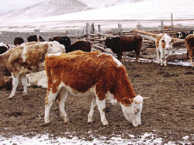 mongolia: pastoralist herders Foot-and-mouth disease disaster averted During the winter of 2010, the Joint FAO/IAeA Division of Nuclear Techniques in Food and Agriculture received a host of
