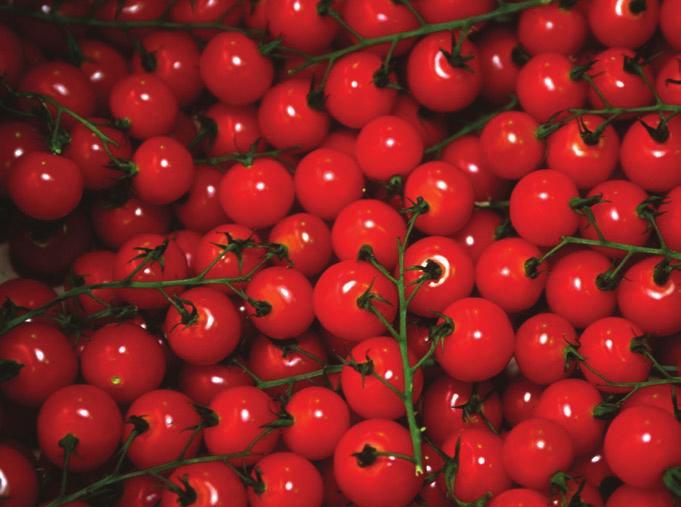 sri lanka: vegetable farmers Meet the Lanka cherry: a new tomato Tomato, one of the most widely cultivated vegetables in sri lanka, is highly susceptible to bacterial wilt, a devastating soil-borne