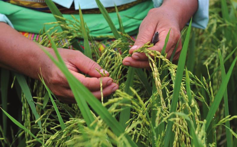 FAO/Hoang Dinh Nam FAO/Hoang Dinh Nam new varieties had increased production and, seeking to expand its focus to meeting export demand, Vietnam established a partnership between the Joint Division