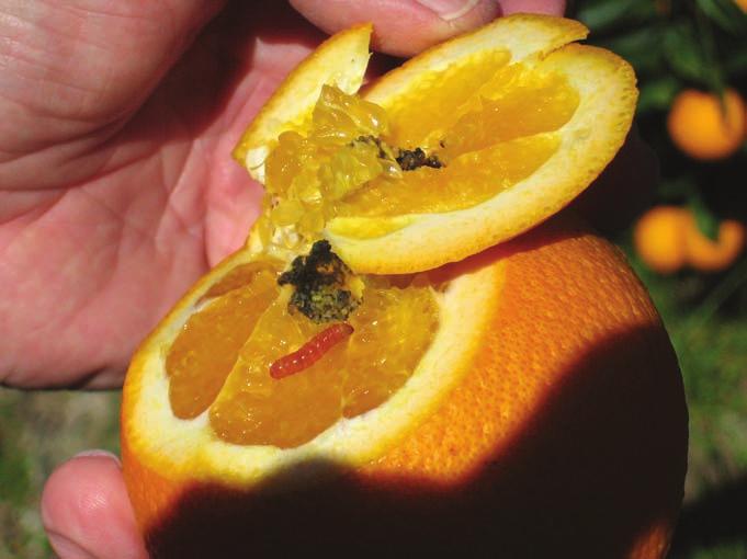 south AFrICA: citrus growers Moth pest controlled and environment protected In the late 1990s, scientists from the Joint FAO/IAeA Division of Nuclear Techniques in Food and Agriculture were working