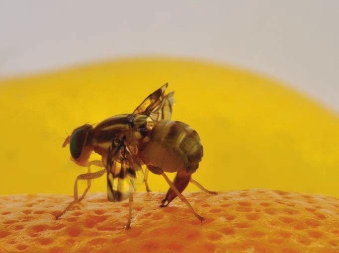 CeNTrAl AmerICA: export farmers Control of fruit fly doesn t stop at national borders Pilot projects developed as teaching tools for Central American farmers facing the need to suppress fruit fly