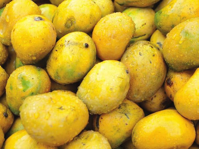 INDIA: mango growers Irradiation opens the door for exports An import-export door re-opened when the united states agreed to import mangoes from India after banning them for 20 years because of
