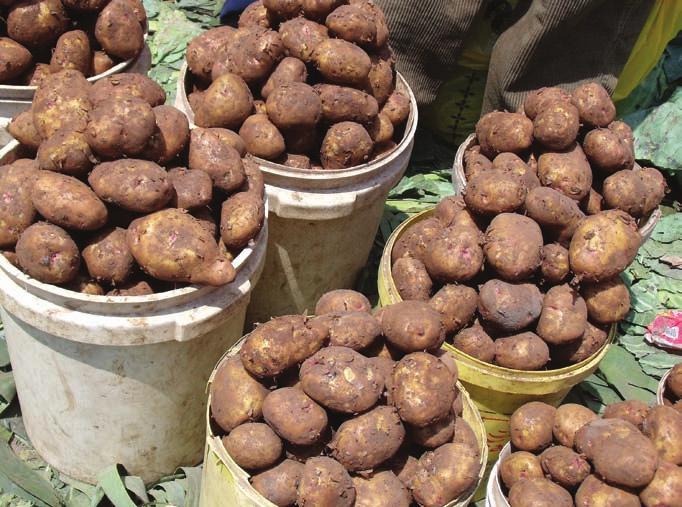 Working with the Turkish Atomic Energy Agency in cooperation with the Nigde Potato Research Institute and the Soil and Fertilizer Research Institute, the Joint Division also introduced the local