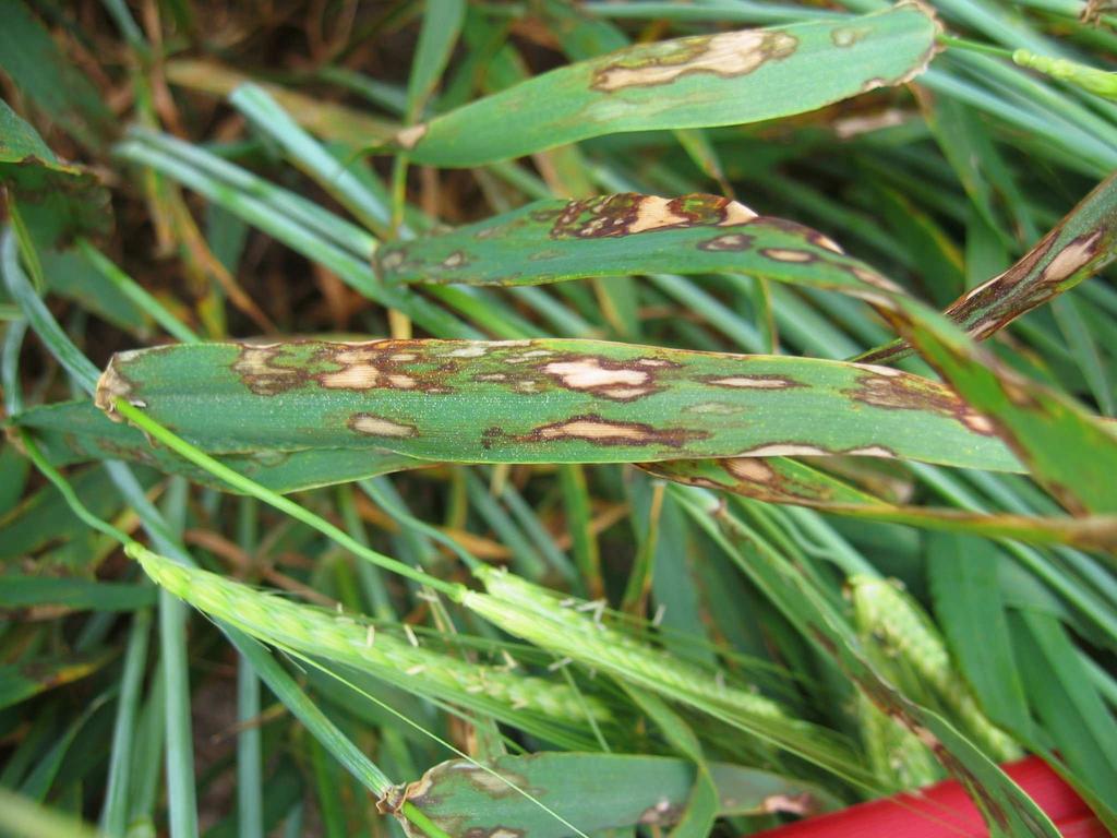 Fungicide-resistance detected in two fungi which cause Microdochium seedling blight SAC have reported that two fungi responsible for causing Microdochium seedling blight in wheat and barley,