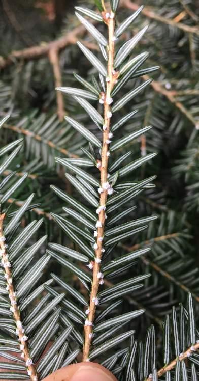 get the job done; and Significant resources to fight the Hemlock Woolly Adelgid.