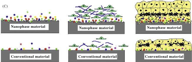 Cone 12 which may aid in the development of new tissue with components such as vasculature or natural grain boundaries. In studying the development of nanomaterials, nanofilms are a valuable topic.